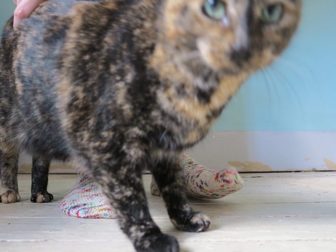 15699017243_94e221a7cc_c